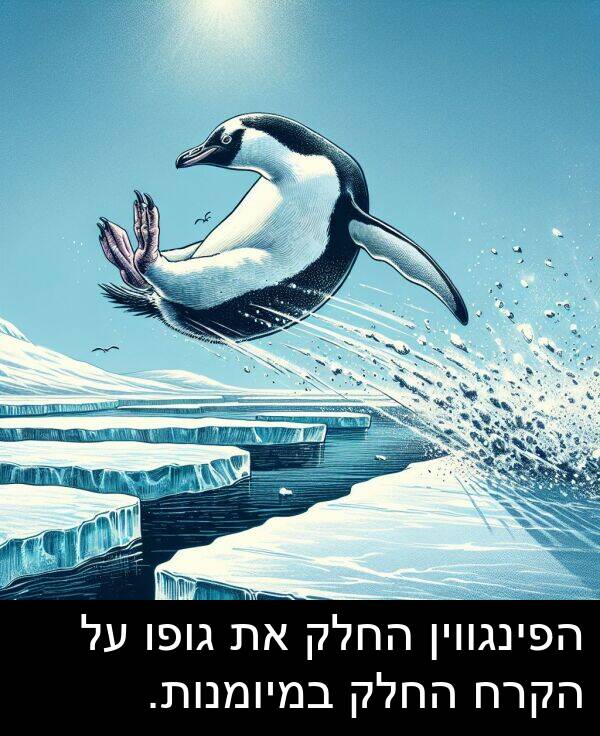 גופו: הפינגווין החלק את גופו על הקרח החלק במיומנות.
