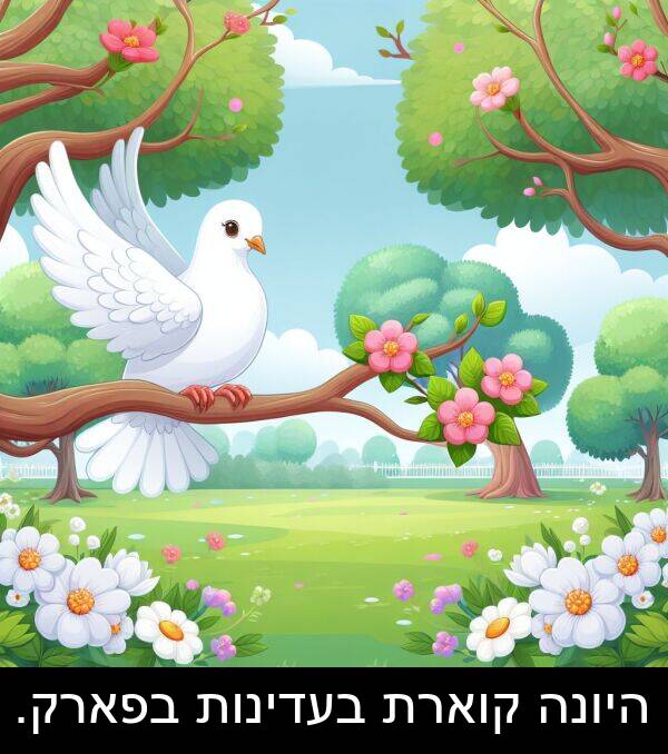 קוארת: היונה קוארת בעדינות בפארק.