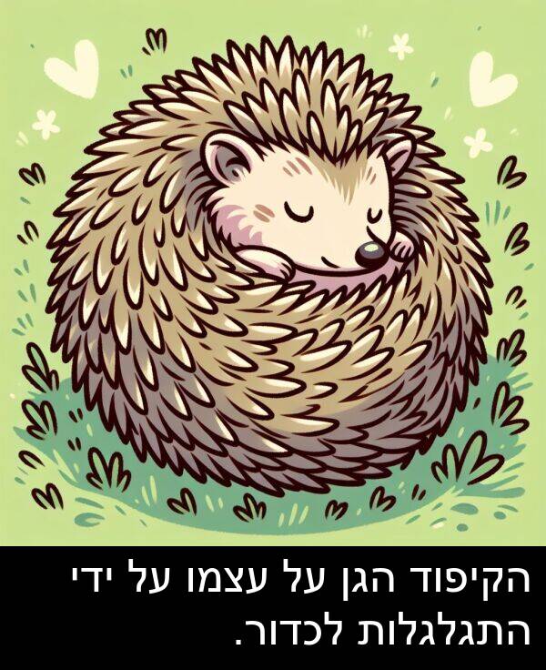 עצמו: הקיפוד הגן על עצמו על ידי התגלגלות לכדור.