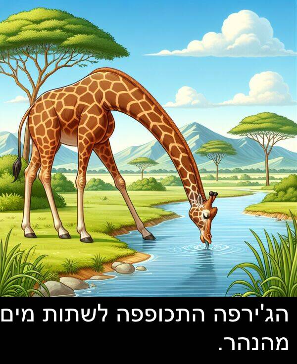 מים: הג'ירפה התכופפה לשתות מים מהנהר.