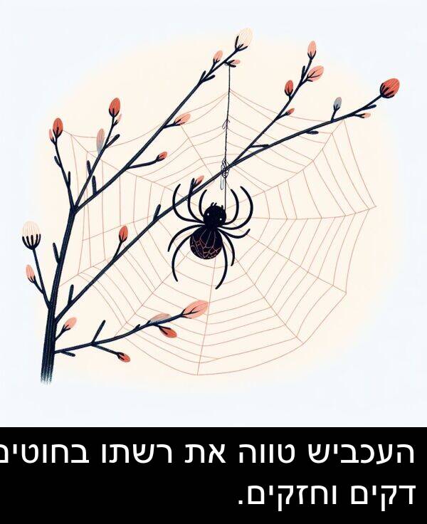 טווה: העכביש טווה את רשתו בחוטים דקים וחזקים.