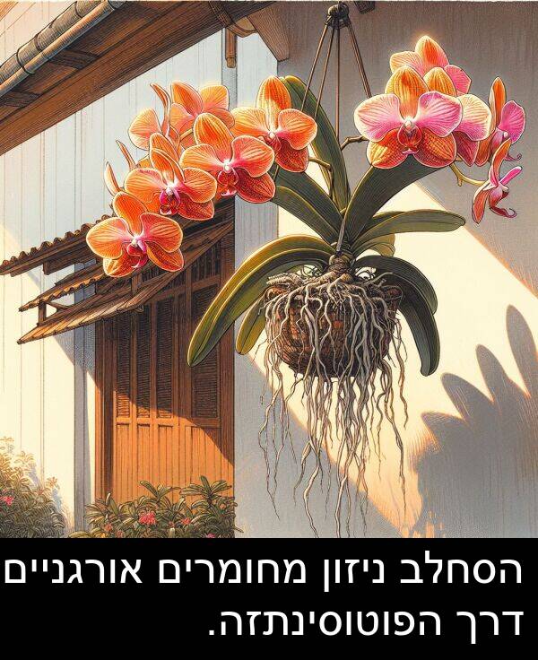 דרך: הסחלב ניזון מחומרים אורגניים דרך הפוטוסינתזה.