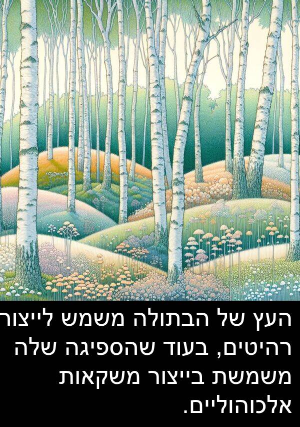 משמש: העץ של הבתולה משמש לייצור רהיטים, בעוד שהספיגה שלה משמשת בייצור משקאות אלכוהוליים.