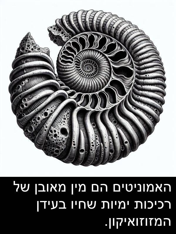 מאובן: האמוניטים הם מין מאובן של רכיכות ימיות שחיו בעידן המזוזואיקון.