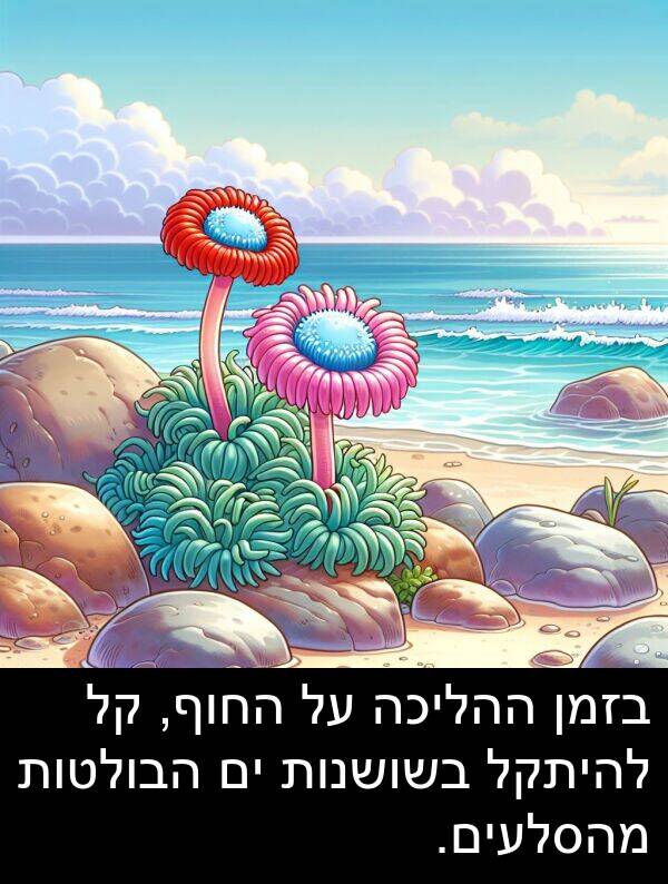 הבולטות: בזמן ההליכה על החוף, קל להיתקל בשושנות ים הבולטות מהסלעים.