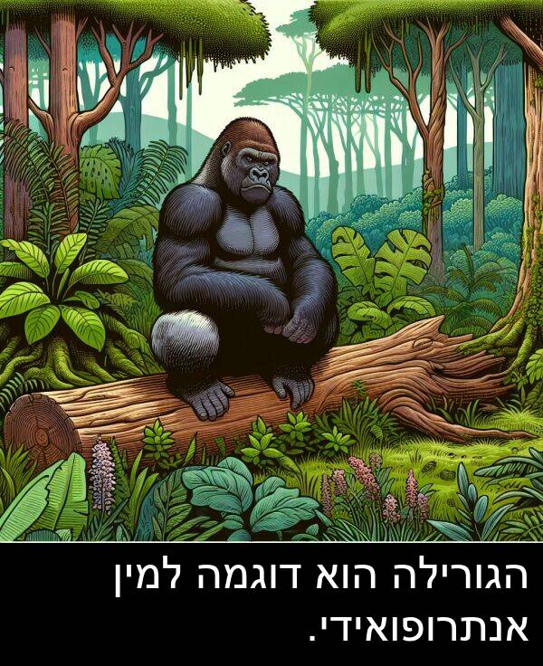 דוגמה: הגורילה הוא דוגמה למין אנתרופואידי.