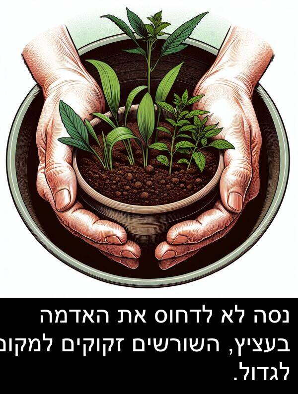 זקוקים: נסה לא לדחוס את האדמה בעציץ, השורשים זקוקים למקום לגדול.