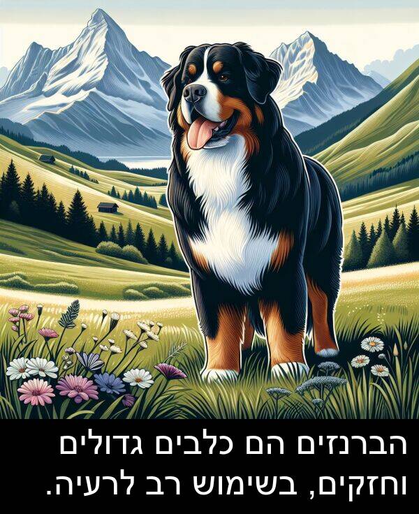 גדולים: הברנזים הם כלבים גדולים וחזקים, בשימוש רב לרעיה.