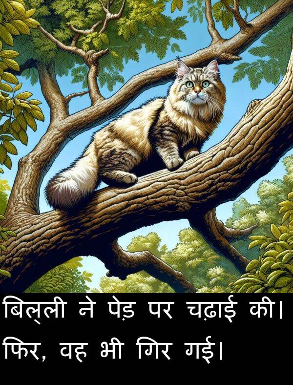 गिर: बिल्ली ने पेड़ पर चढ़ाई की। फिर, वह भी गिर गई।
