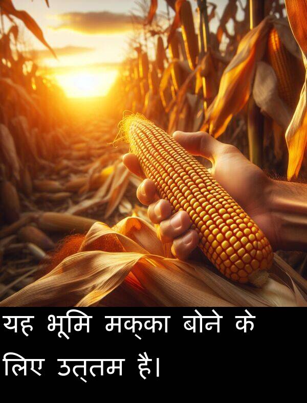 उत्तम: यह भूमि मक्का बोने के लिए उत्तम है।