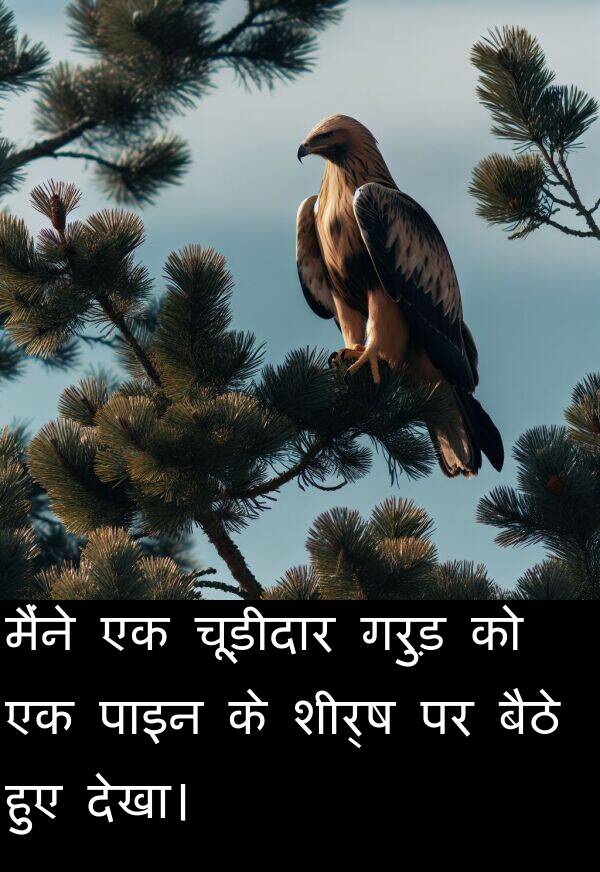 पाइन: मैंने एक चूड़ीदार गरुड़ को एक पाइन के शीर्ष पर बैठे हुए देखा।