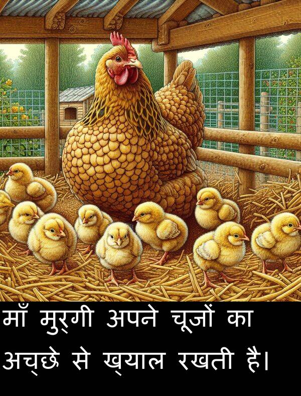 अच्छे: माँ मुर्गी अपने चूजों का अच्छे से ख्याल रखती है।