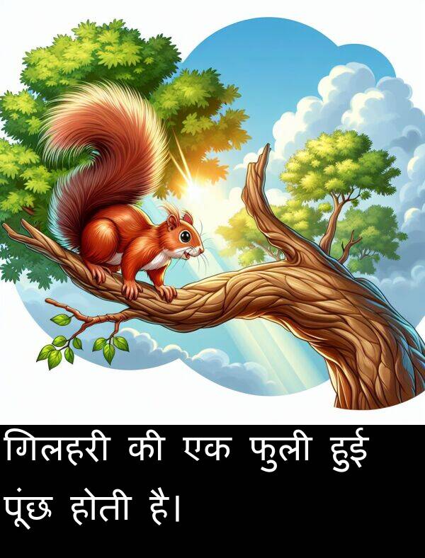 हुई: गिलहरी की एक फुली हुई पूंछ होती है।