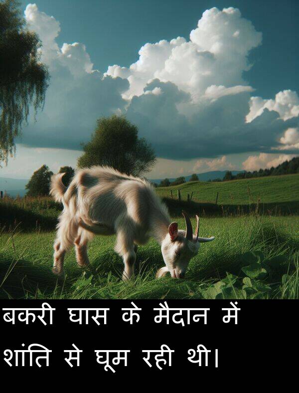 रही: बकरी घास के मैदान में शांति से घूम रही थी।