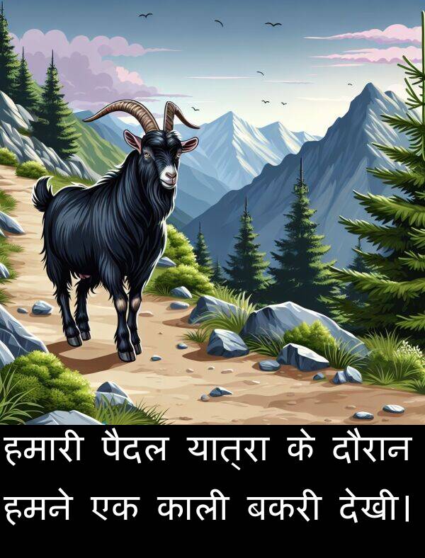 हमारी: हमारी पैदल यात्रा के दौरान हमने एक काली बकरी देखी।