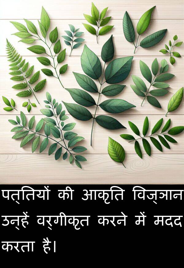 पत्तियों: पत्तियों की आकृति विज्ञान उन्हें वर्गीकृत करने में मदद करता है।