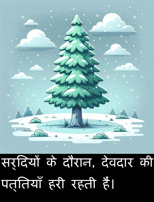 पत्तियाँ: सर्दियों के दौरान, देवदार की पत्तियाँ हरी रहती हैं।