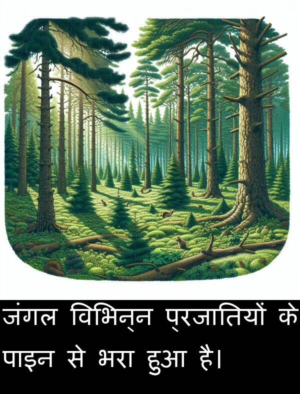 पाइन: जंगल विभिन्न प्रजातियों के पाइन से भरा हुआ है।