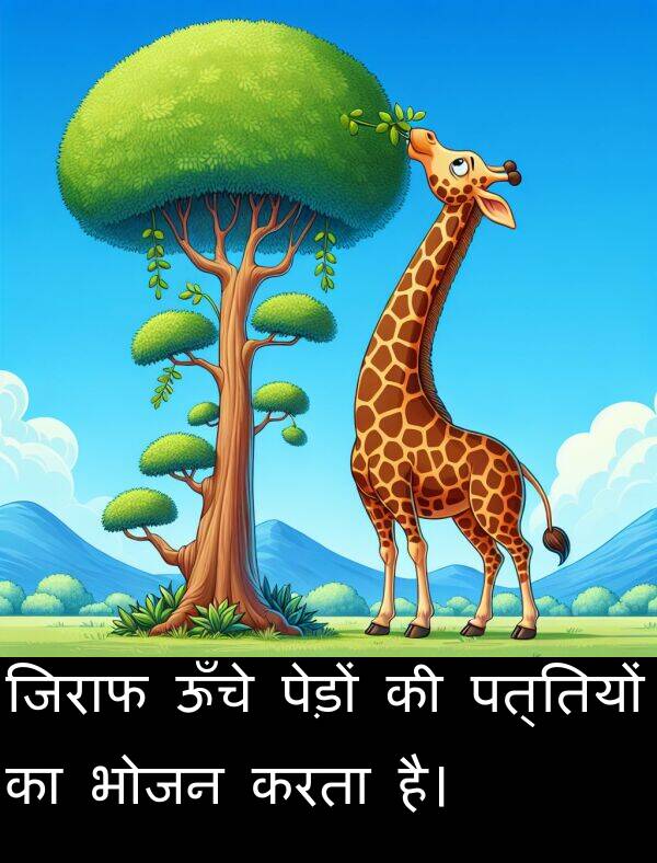 पत्तियों: जिराफ ऊँचे पेड़ों की पत्तियों का भोजन करता है।
