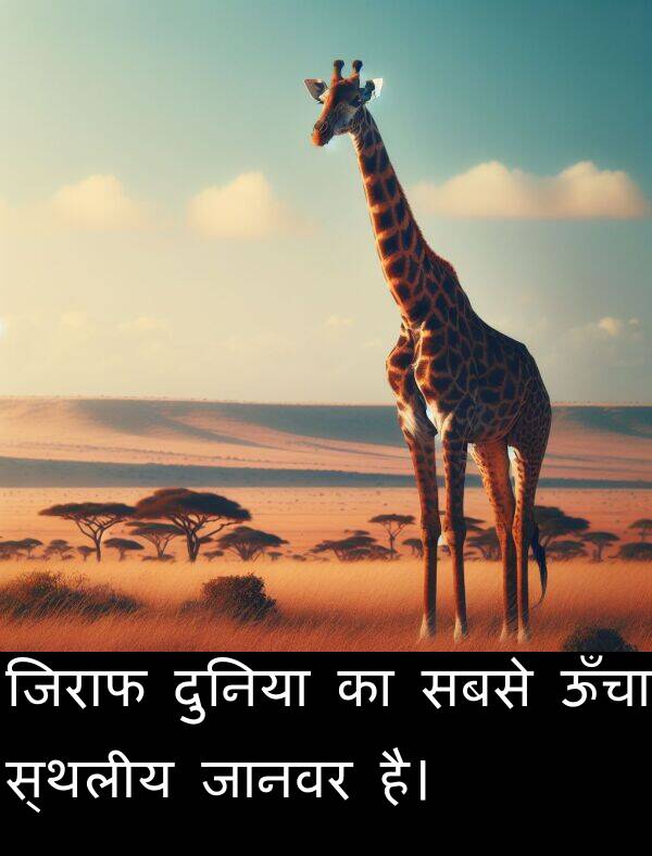 सबसे: जिराफ दुनिया का सबसे ऊँचा स्थलीय जानवर है।