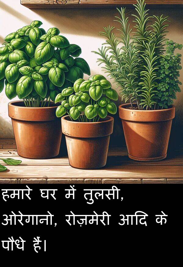 ओरेगानो: हमारे घर में तुलसी, ओरेगानो, रोज़मेरी आदि के पौधे हैं।