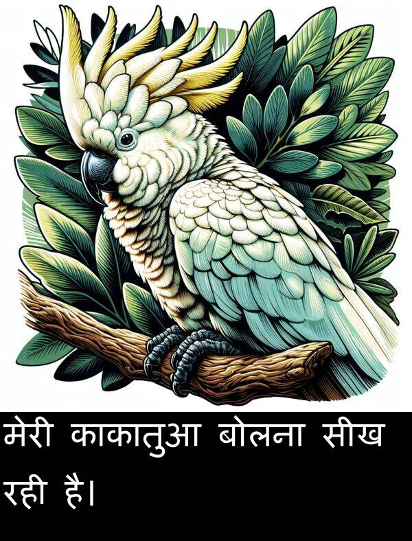 रही: मेरी काकातुआ बोलना सीख रही है।