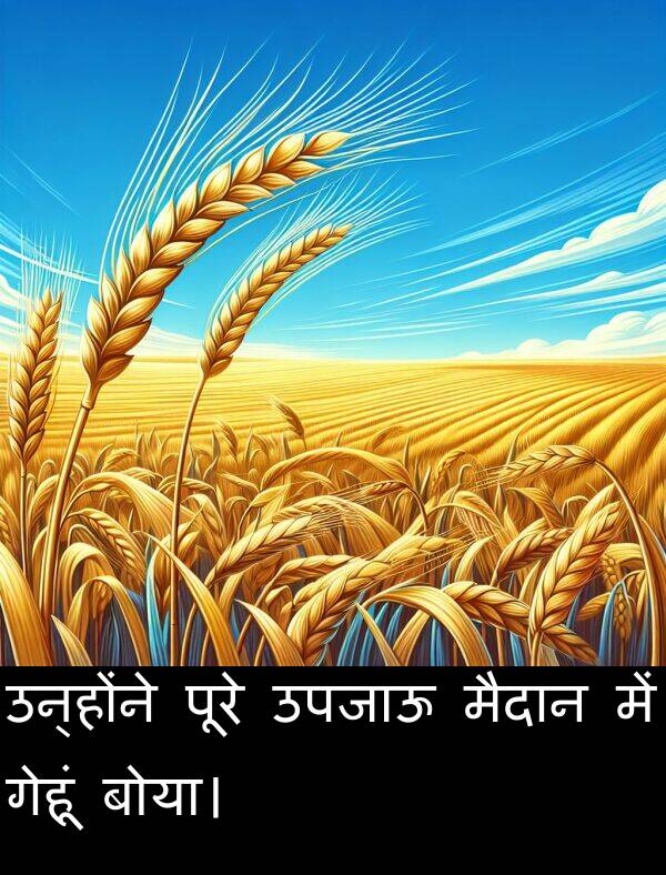 उन्होंने: उन्होंने पूरे उपजाऊ मैदान में गेहूं बोया।