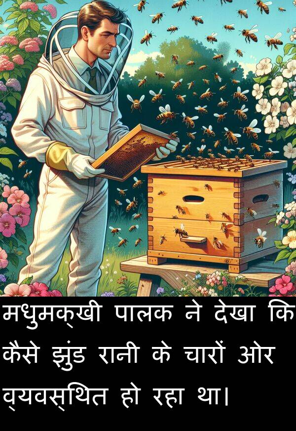 व्यवस्थित: मधुमक्खी पालक ने देखा कि कैसे झुंड रानी के चारों ओर व्यवस्थित हो रहा था।