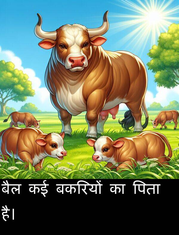 बकरियों: बैल कई बकरियों का पिता है।