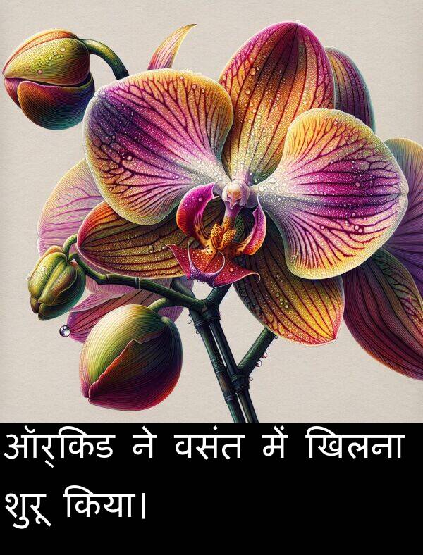 खिलना: ऑर्किड ने वसंत में खिलना शुरू किया।
