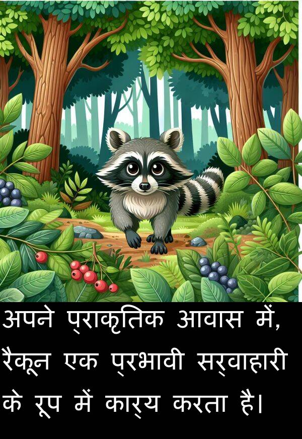 आवास: अपने प्राकृतिक आवास में, रैकून एक प्रभावी सर्वाहारी के रूप में कार्य करता है।