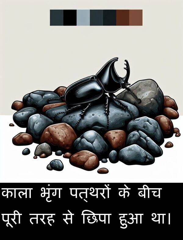 पत्थरों: काला भृंग पत्थरों के बीच पूरी तरह से छिपा हुआ था।