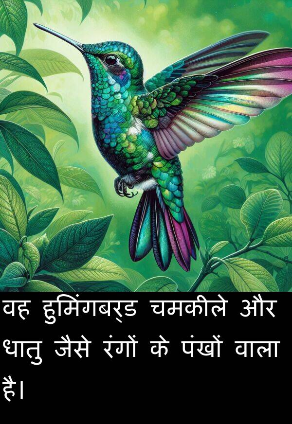 धातु: वह हुमिंगबर्ड चमकीले और धातु जैसे रंगों के पंखों वाला है।