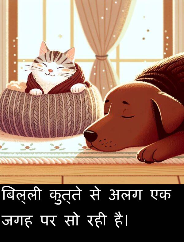 रही: बिल्ली कुत्ते से अलग एक जगह पर सो रही है।