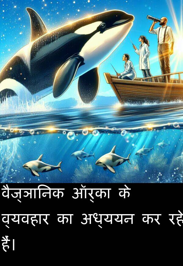 वैज्ञानिक: वैज्ञानिक ऑर्का के व्यवहार का अध्ययन कर रहे हैं।