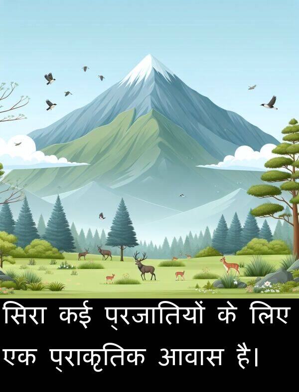 आवास: सिरा कई प्रजातियों के लिए एक प्राकृतिक आवास है।