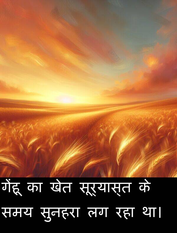 खेत: गेंहू का खेत सूर्यास्त के समय सुनहरा लग रहा था।