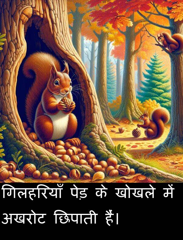 छिपाती: गिलहरियाँ पेड़ के खोखले में अखरोट छिपाती हैं।
