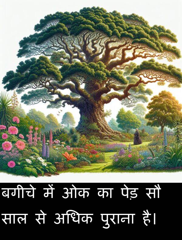 अधिक: बगीचे में ओक का पेड़ सौ साल से अधिक पुराना है।