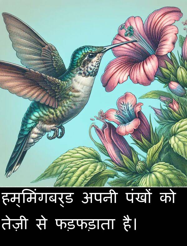 पंखों: हम्मिंगबर्ड अपनी पंखों को तेज़ी से फड़फड़ाता है।