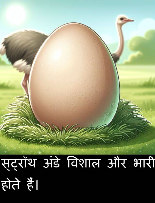 हैं।: स्ट्रॉथ अंडे विशाल और भारी होते हैं।