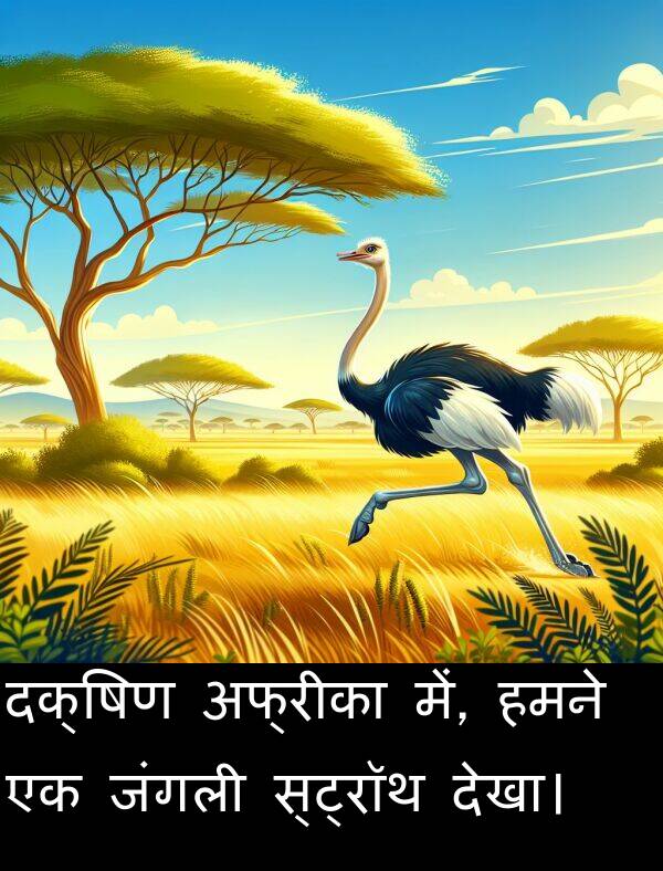 अफ्रीका: दक्षिण अफ्रीका में, हमने एक जंगली स्ट्रॉथ देखा।