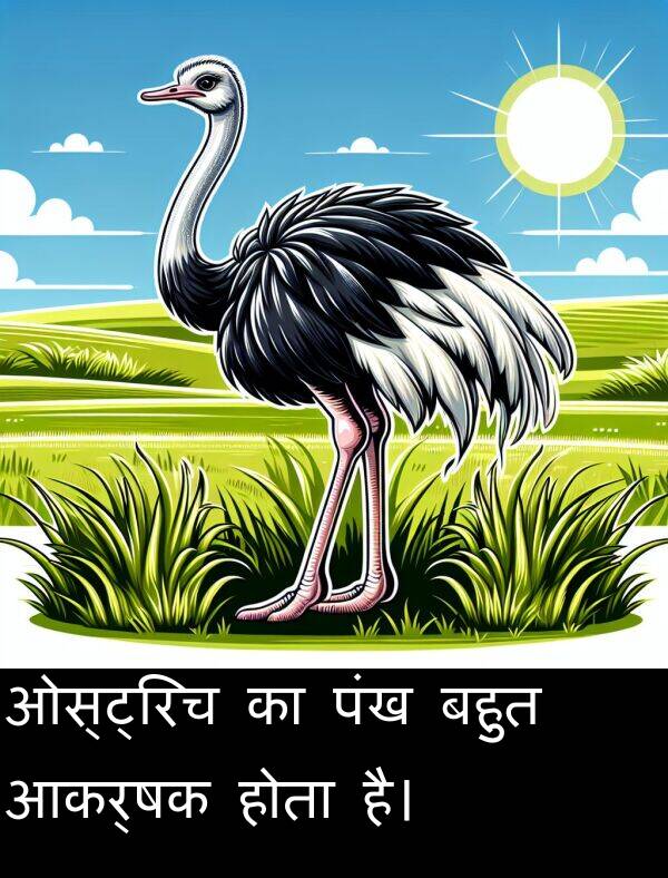 ओस्ट्रिच: ओस्ट्रिच का पंख बहुत आकर्षक होता है।
