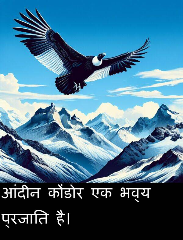 भव्य: आंदीन कोंडोर एक भव्य प्रजाति है।
