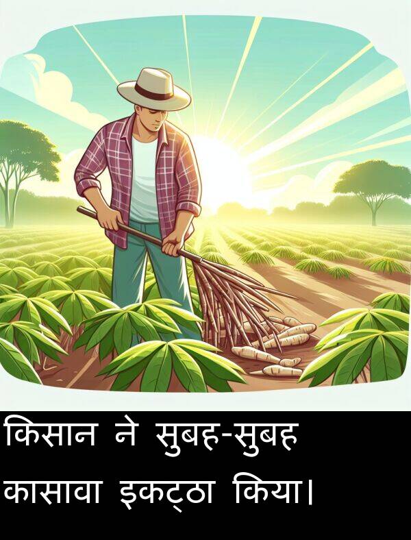 इकट्ठा: किसान ने सुबह-सुबह कासावा इकट्ठा किया।