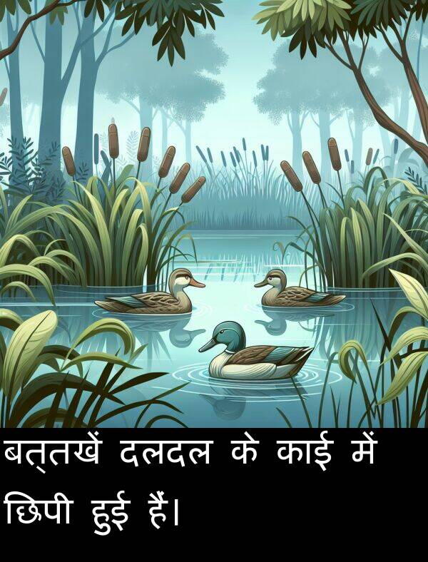 छिपी: बत्तखें दलदल के काई में छिपी हुई हैं।