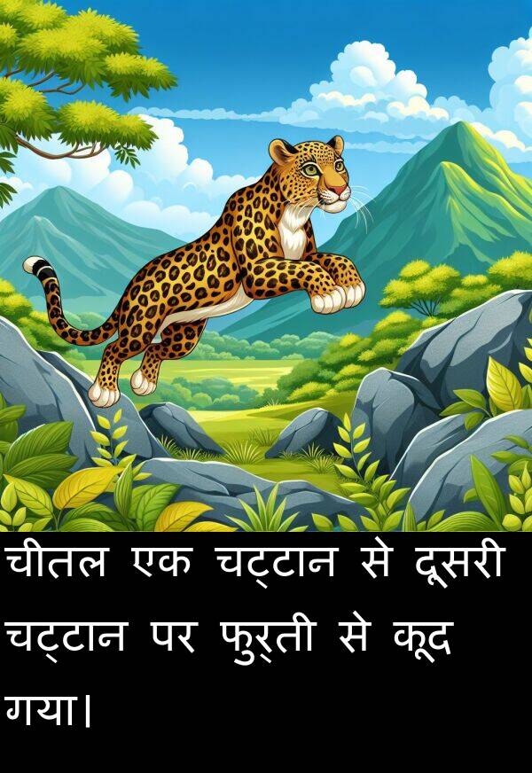 चीतल: चीतल एक चट्टान से दूसरी चट्टान पर फुर्ती से कूद गया।