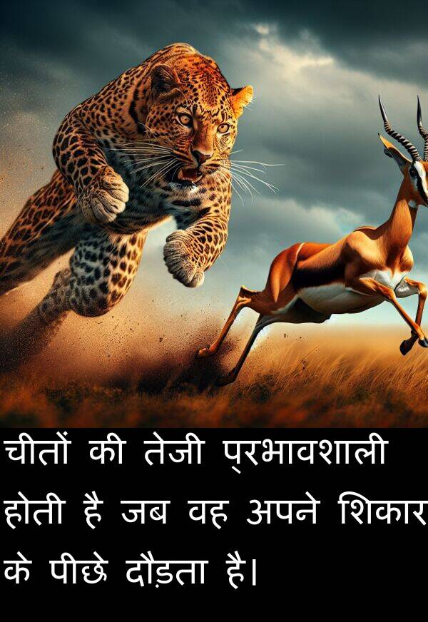 तेजी: चीतों की तेजी प्रभावशाली होती है जब वह अपने शिकार के पीछे दौड़ता है।