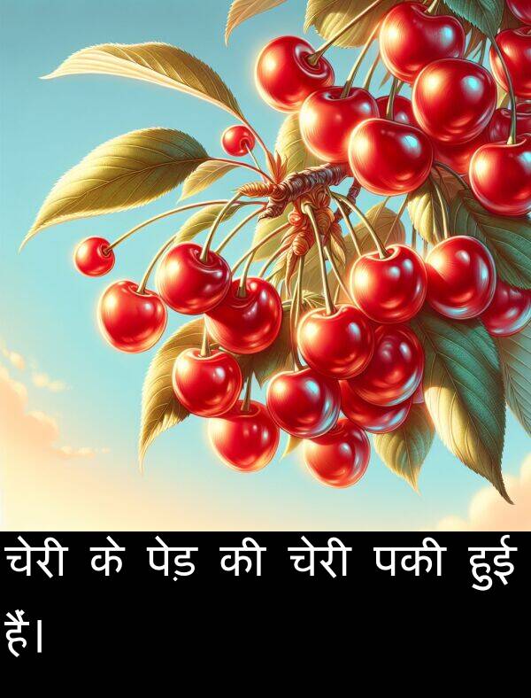 पकी: चेरी के पेड़ की चेरी पकी हुई हैं।
