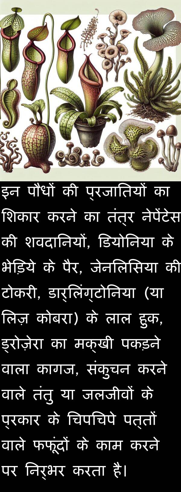 लाल: इन पौधों की प्रजातियों का शिकार करने का तंत्र नेपेंटेस की शवदानियों, डियोनिया के भेड़िये के पैर, जेनलिसिया की टोकरी, डार्लिंग्टोनिया (या लिज़ कोबरा) के लाल हुक, ड्रोज़ेरा का मक्खी पकड़ने वाला कागज, संकुचन करने वाले तंतु या जलजीवों के प्रकार के चिपचिपे पत्तों वाले फफूंदों के काम करने पर निर्भर करता है।